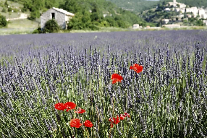 Framed Print : Lavender field in Provence Framed Print : Lavender field in Provence