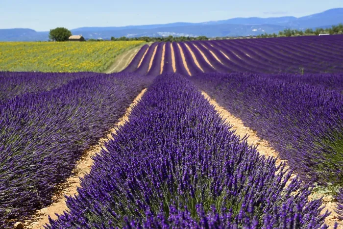 Framed Print : Lavender field stretches into the distance under a clear sky Framed Print : Lavender field stretches into the distance under a clear sky