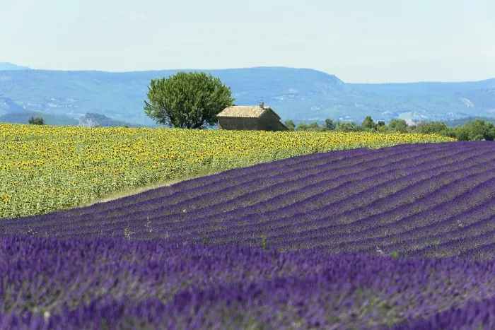 Framed Print : A lavender field next to a sunflower field with a tree and a hut in the distance Framed Print : A lavender field next to a sunflower field with a tree and a hut in the distance