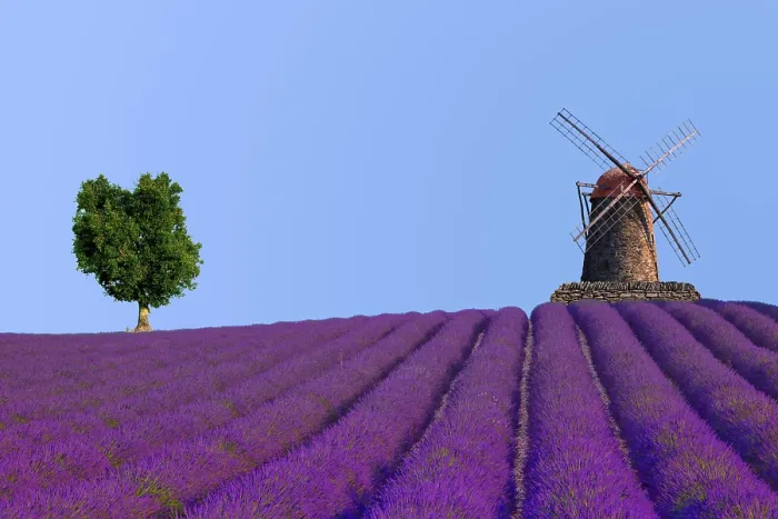 Framed Print : Lavender field with mill and tree Framed Print : Lavender field with mill and tree