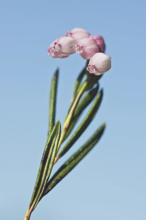 Framed Print : Lavender heather (Pieris)
