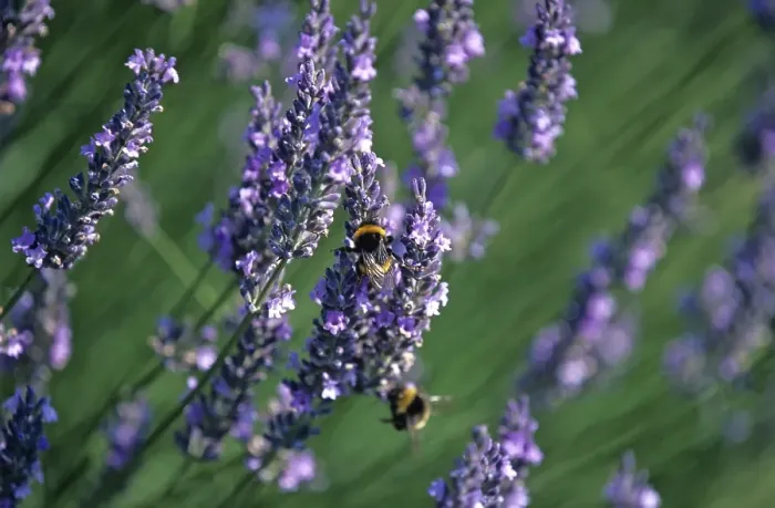 Framed Print : Lavender (Lavandula angustifolia)