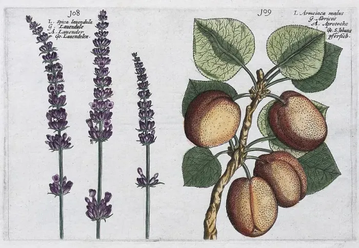 Framed Print : Lavender (Lavandula) and Apricot (Prunus armeniaca) Framed Print : Lavender (Lavandula) and Apricot (Prunus armeniaca)