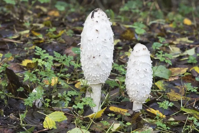 Framed Print : Lawyer's wig, shaggy ink cap (Coprinus comatus)