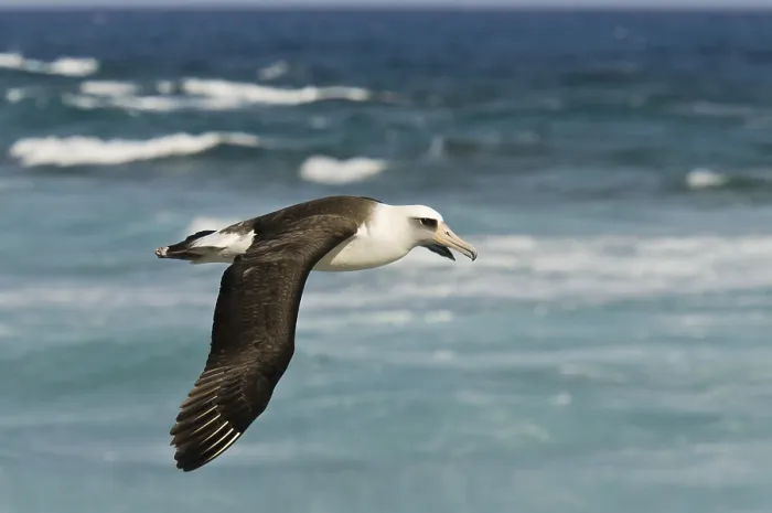 Framed Print : Laysan Albatross (Phoebastria immutabilis) flying