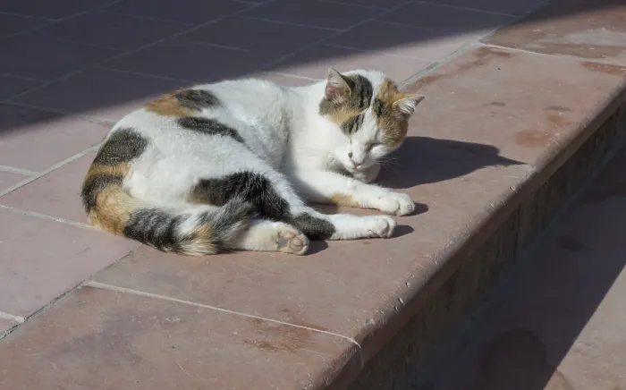 Framed Print : Lazy cat dozing off on a sunny staircase