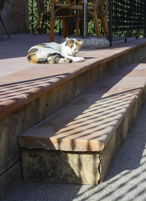 Framed Print : Lazy cat dozing off on a sunny staircase