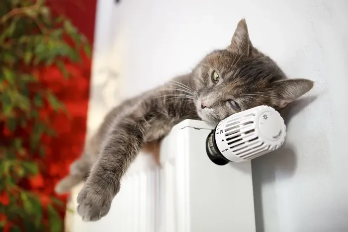 Framed Print : Lazy cat lying on a heater Framed Print : Lazy cat lying on a heater