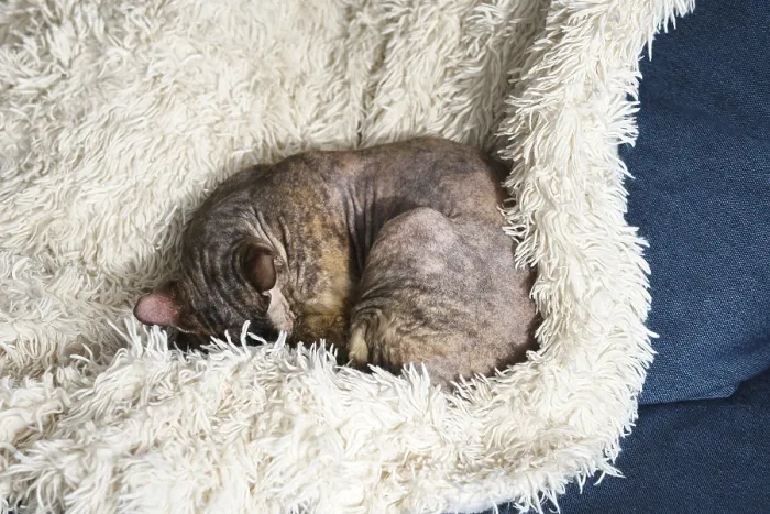 Framed Print : Lazy cute sphynx cat is sleeping on the sofa