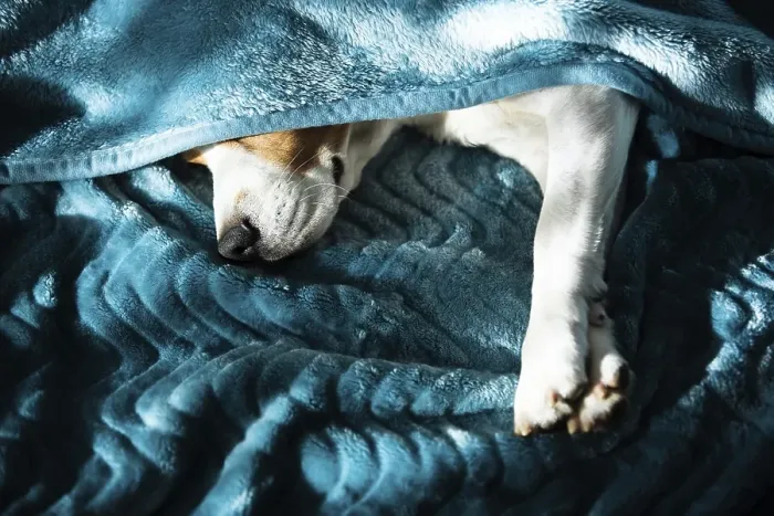Framed Print : Lazy and sleepy beagle dog under a blue blanket on a bed