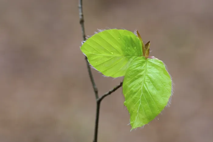 Framed Print : Leaf of a beech (Fagus sylvatica) sprouts from a bud
