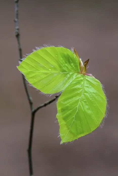 Framed Print : Leaf of a beech (Fagus sylvatica) sprouts from a bud Framed Print : Leaf of a beech (Fagus sylvatica) sprouts from a bud
