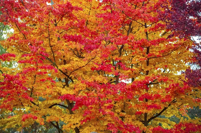 Framed Print : The leaf canopy of a deciduous tree in autumn