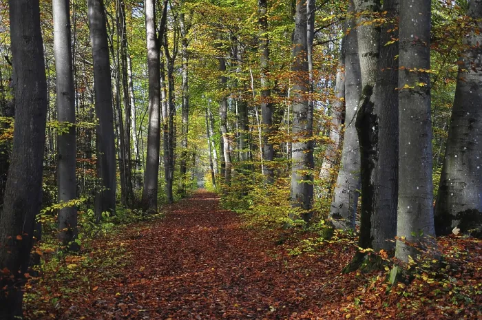 Framed Print : Leaf-covered forest path in autumn Framed Print : Leaf-covered forest path in autumn