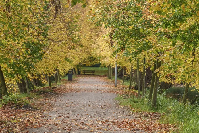 Framed Print : A leaf-covered path through an autumnal forest with yellow leaves on the trees Framed Print : A leaf-covered path through an autumnal forest with yellow leaves on the trees