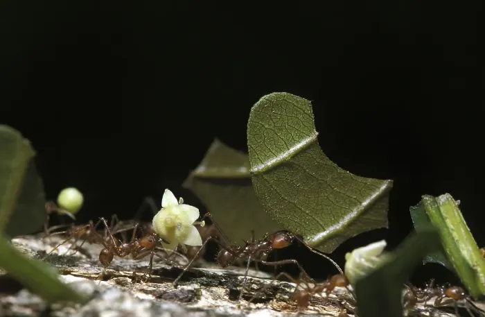 Framed Print : Leaf Cutter Ant (atta) Costa Rica