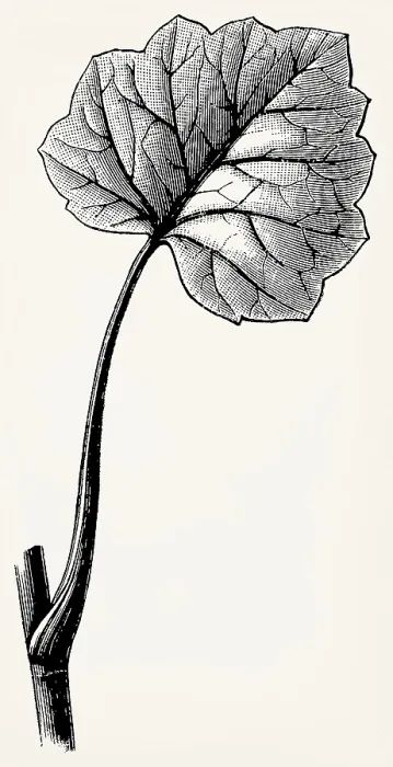 Framed Print : Leaf of Ficaria verna (Ranunculus ficaria)