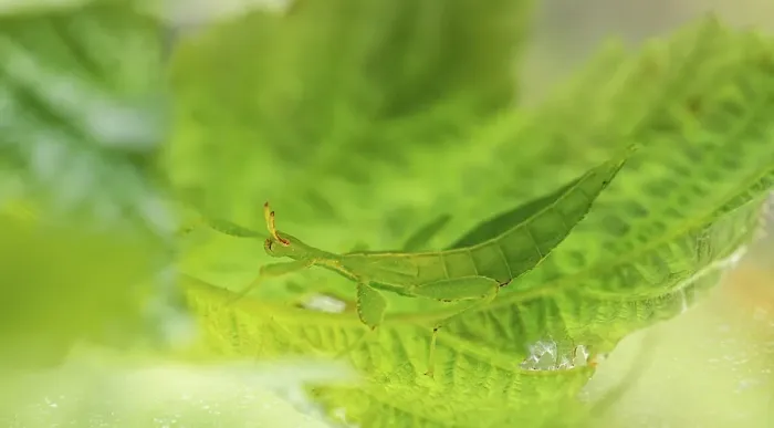 Framed Print : Leaf insect (Phyllium Bioculatum) on a leaf