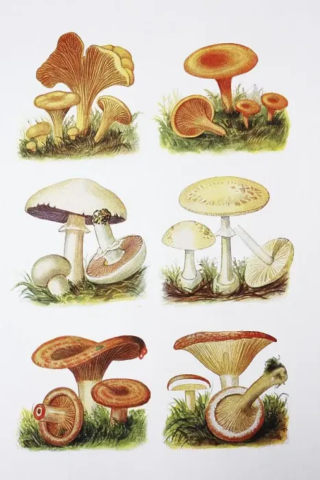 Framed Print : Leaf Mushroom, True Chanterelle