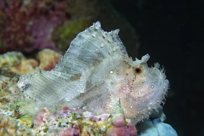 Framed Print : Leaf scorpionfish (Taenianotus triacanthus) Framed Print : Leaf scorpionfish (Taenianotus triacanthus)