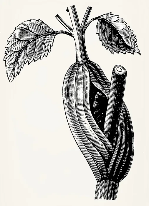 Framed Print : Leaf sheath on stem of Angelica sylvestris