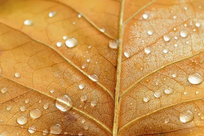 Framed Print : Leaf structure with raindrops, underside of a leaf of the tulip tree (Liriodendron tulipifera)