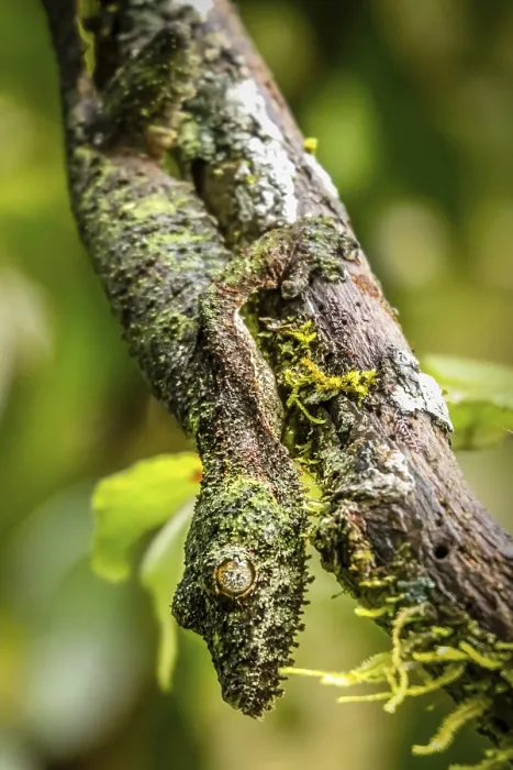 Framed Print : Leaf-tailed gecko in its natural environment