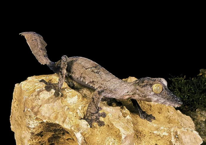 Framed Print : LEAF-TAILED GECKO (uroplatus) fimbriatus