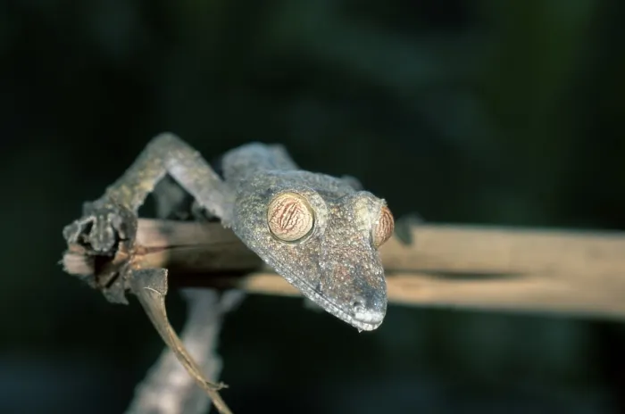 Framed Print : Leaf-tailed Gecko (Uroplatus guentheri)