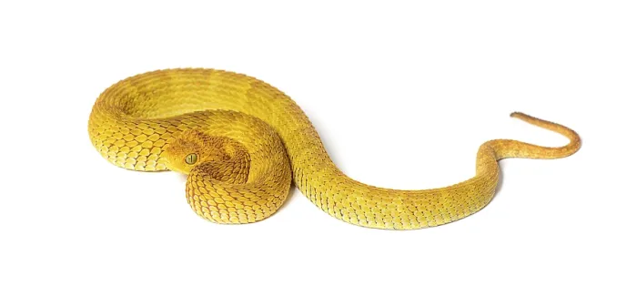 Framed Print : Leaf viper, Atheris squamigera, isolated on white