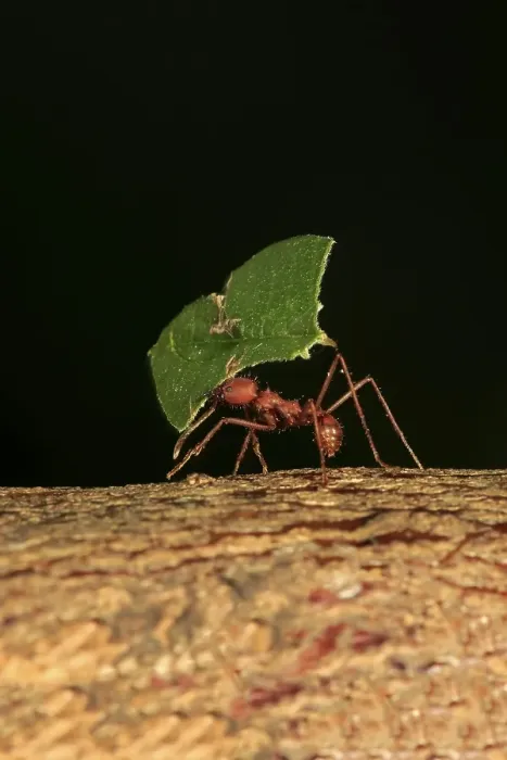 Framed Print : Leafcutter ant (Atta sexdens), carries leaf
