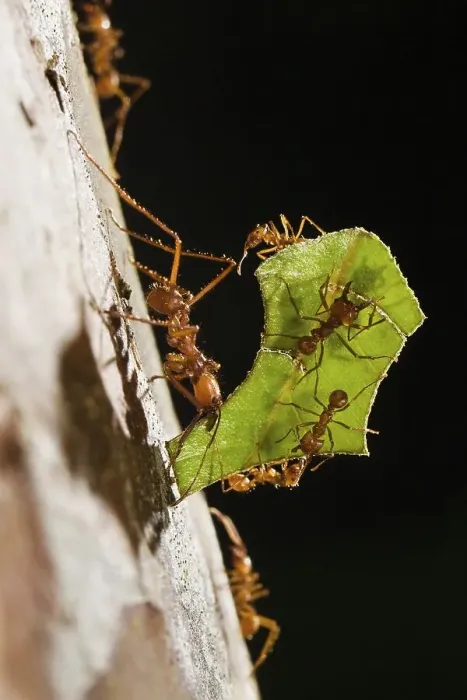 Framed Print : Leafcutter Ants (Atta cephalotes)
