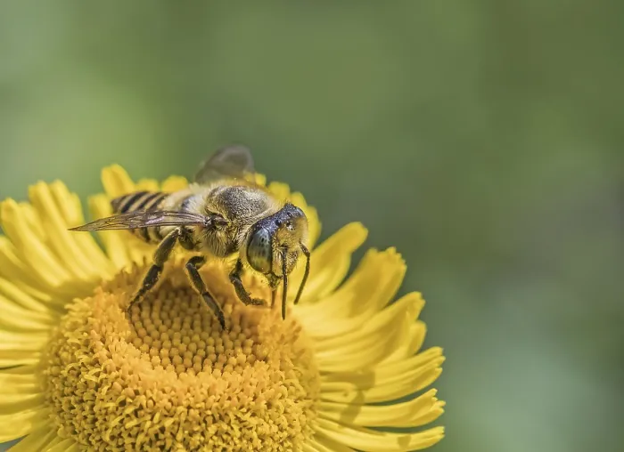 Framed Print : Leafcutter bee Megachile spec