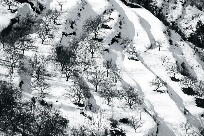 Framed Print : Leafless plants in snow, India