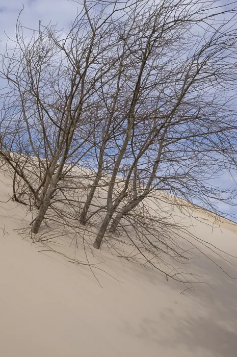 Framed Print : Leafless trees cling to a sand dune on a partly cloudy day