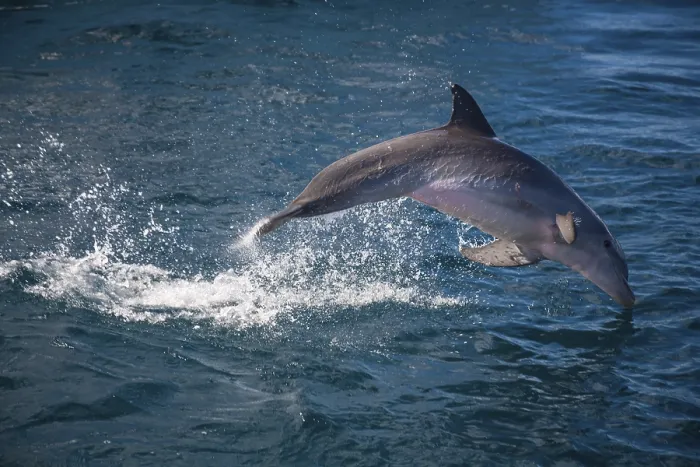 Framed Print : Leaping Bottlenose dolphin (Tursiops truncatus) Framed Print : Leaping Bottlenose dolphin (Tursiops truncatus)