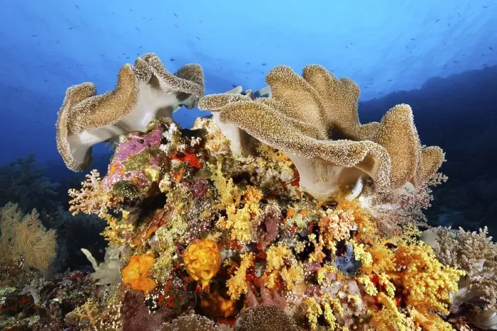 Framed Print : Leather coral (Sargophyton sp.) on small coral block with different corals (Anthozoa) and Sponge (Porifera) Framed Print : Leather coral (Sargophyton sp.) on small coral block with different corals (Anthozoa) and Sponge (Porifera)