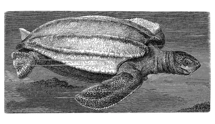 Framed Print : Leatherback sea turtle (Dermatochelys coriacea) Framed Print : Leatherback sea turtle (Dermatochelys coriacea)