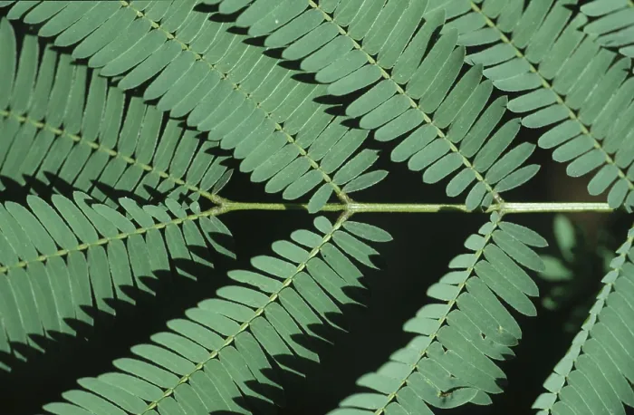 Framed Print : Leaves
