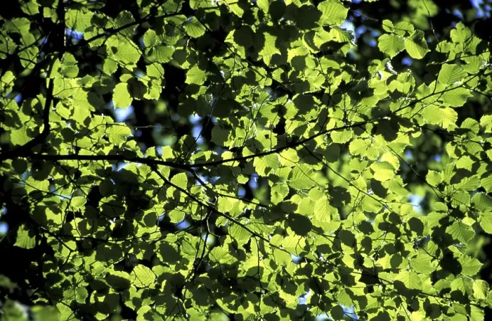 Framed Print : Leaves beech Framed Print : Leaves beech