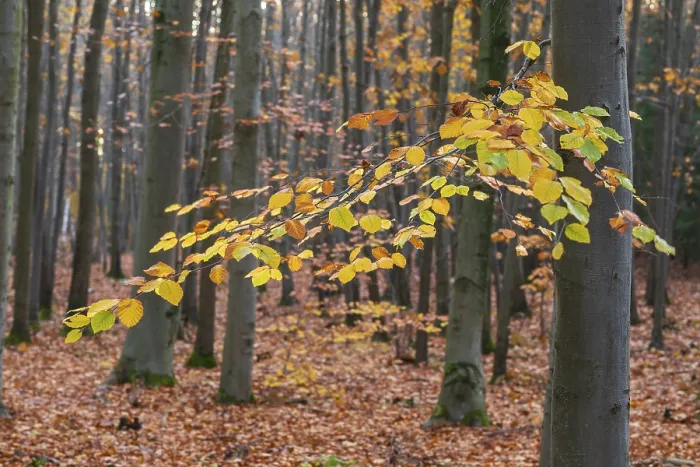 Framed Print : The leaves of the beech (fagus) glow yellow and orange in autumn Framed Print : The leaves of the beech (fagus) glow yellow and orange in autumn