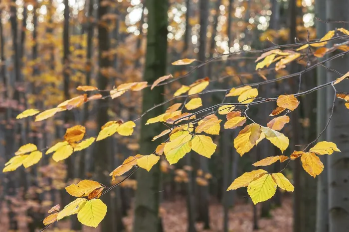 Framed Print : The leaves of the beech (fagus) glow yellow and orange in autumn