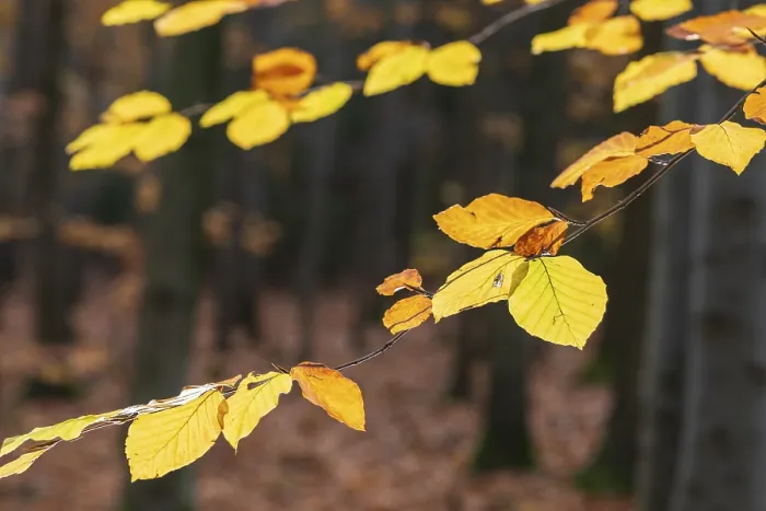 Framed Print : The leaves of the beech (fagus) glow yellow and orange in autumn