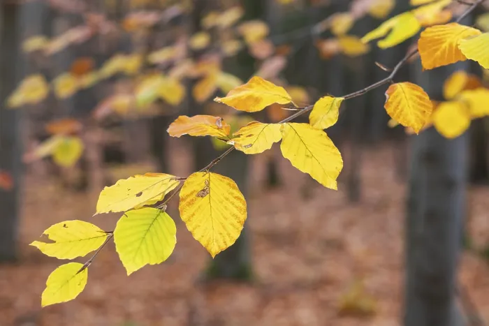 Framed Print : The leaves of the beech (fagus) glow yellow and orange in autumn