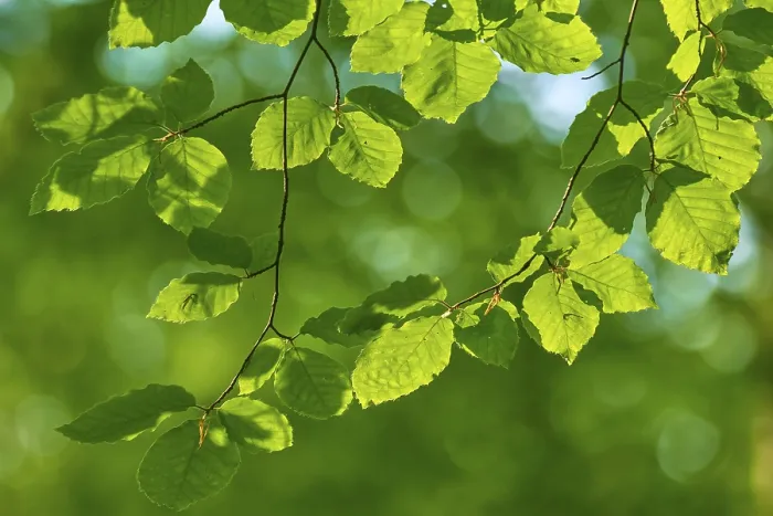 Framed Print : Leaves of a copper beech (Fagus sylvatica)