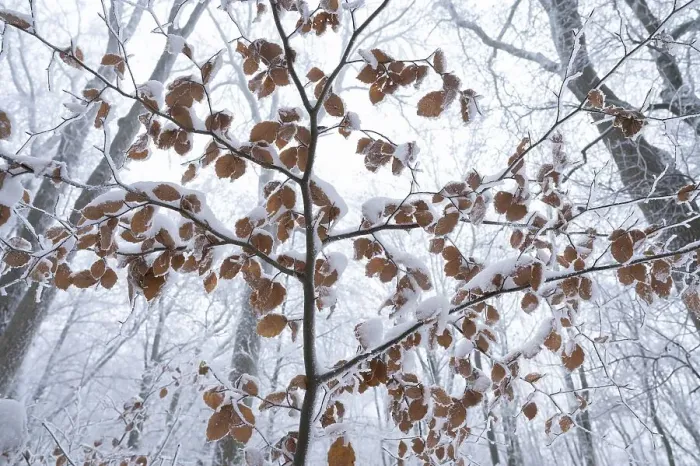 Framed Print : Leaves of copper beech (Fagus sylvatica) covered with hoarfrost and snow
