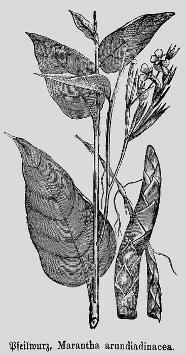Framed Print : Leaves and flower of the arrowroot (Maranta arundinacea)