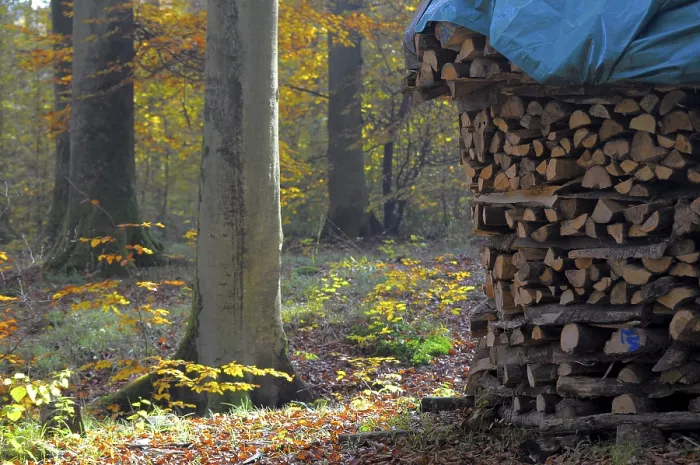 Framed Print : Leaves, forest in autumn, piles of firewood in the forest