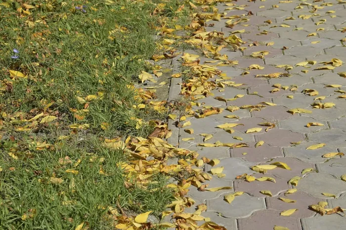 Framed Print : The leaves are yellow on the ground Framed Print : The leaves are yellow on the ground