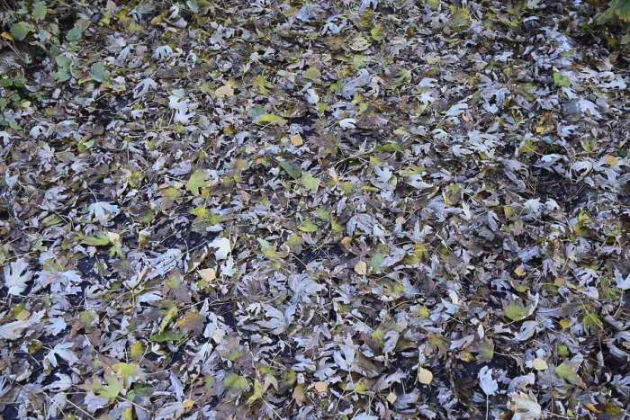 Framed Print : The leaves are yellow on the ground